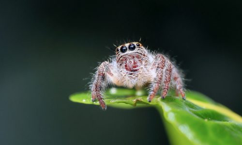 crawl-budget-roboty-google Okna pop-up – co to jest i czy to działa? - zdjęcie nr 9