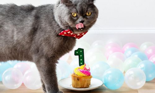 Darmowy kurs SEO online – codziennie jedna lekcja na Twoim e-mailu! - zdjęcie nr 9