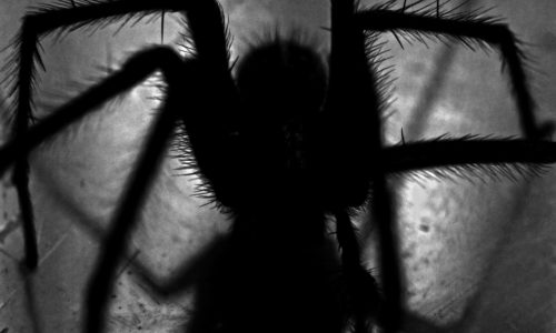 black-spider-132461 Remarketing Facebook. Nie porzucaj klientów z Facebooka! - zdjęcie nr 12